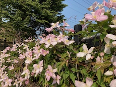 イベント情報