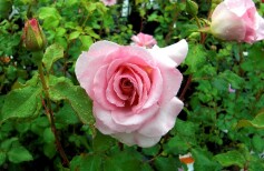 バラ‘ピンクフレンチレース’