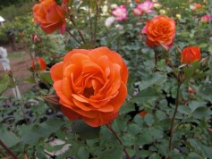 うきうき‘ディズニーランドローズ’