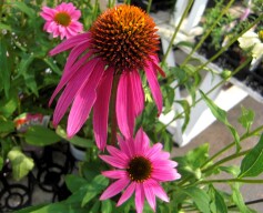 エキナセア‘パウワウワイルドベリー’