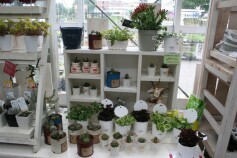 多肉コーナーが充実