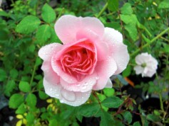 バラ‘ボニカ®’82’