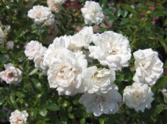 涼しげ‘クリスタルフェアリー’