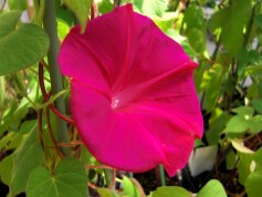 西洋朝顔‘スカーレットオハラ’