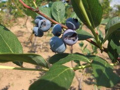 おいしい！ブルーベリー