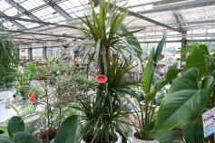 ドラセナ・コンシンネ