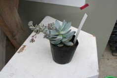 多肉　エケベリア