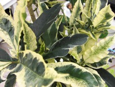 クロトン‘タマラ’