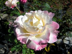 バラ‘セラフィム’