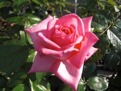 ‘ウェディングベルズ’