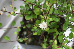 ワイヤープランツ