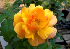 バラ‘サイレンスイズゴールデン’