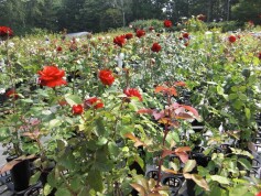 セール実施中です！