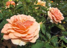 にっこり（＾－＾）‘笑み’