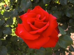 ‘グランデアモーレ’