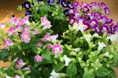 本日の花　～トレニア～