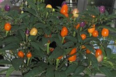 とてもカラフル！