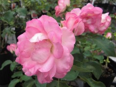 ‘ストロベリーアイス’