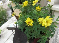 キバナコスモス