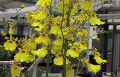 オンシジューム