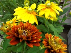 太陽のようなルドベキア