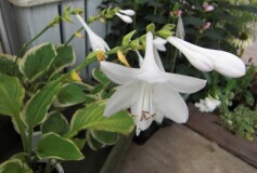 ホスタ‘ダイアナリメンバード’