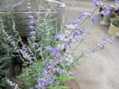 ロシアンセージ