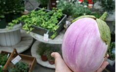 世界のお野菜！