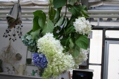 アジサイがすてきに