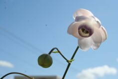 レンゲショウマ