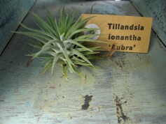 エアープランツ