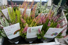 三色のカルーナ