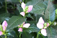 スピードリオン