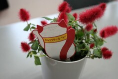 キャッツテール