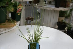 シラタマホシクサ