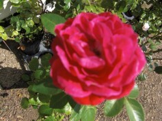 ‘ドメーヌ・ドゥ・サンジャン・ドゥ・ボールガール’