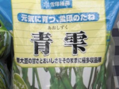 青大豆‘青雫’
