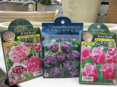 チューリップ球根