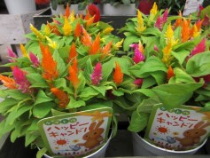 ケイトウ「ハッピーキャンドル」