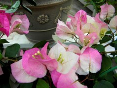 ブーゲンビレア