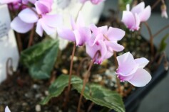 ヘデリフォリウム