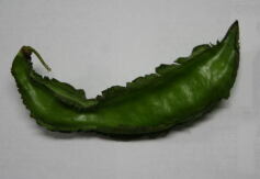 お野菜の収穫は？