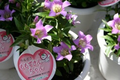 ‘ももずきんちゃん’