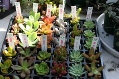 大人気！多肉入荷です