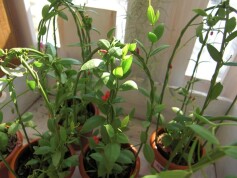 ディスキディア「カンガルーポケット」