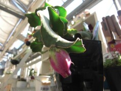 ドラゴンフルーツ