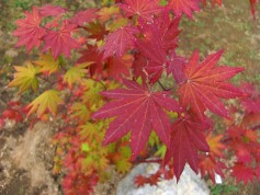 コウチワカエデ