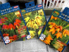 フリチラリア　ガーデンオーケストラ®