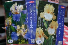 ＮＥＷカラー　ジャーマンアイリス