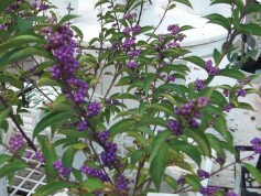 ムラサキシキブ